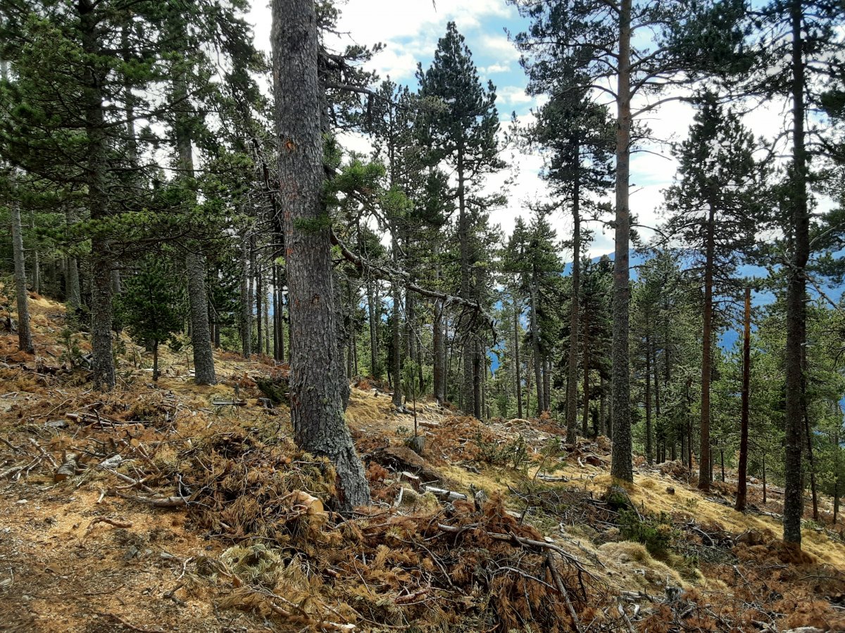 La Diputació de Girona destinarà 1,6 milions d'euros els dos propers anys en ajuts per a una gestió forestal sostenible i la prevenció d'incendis forestals