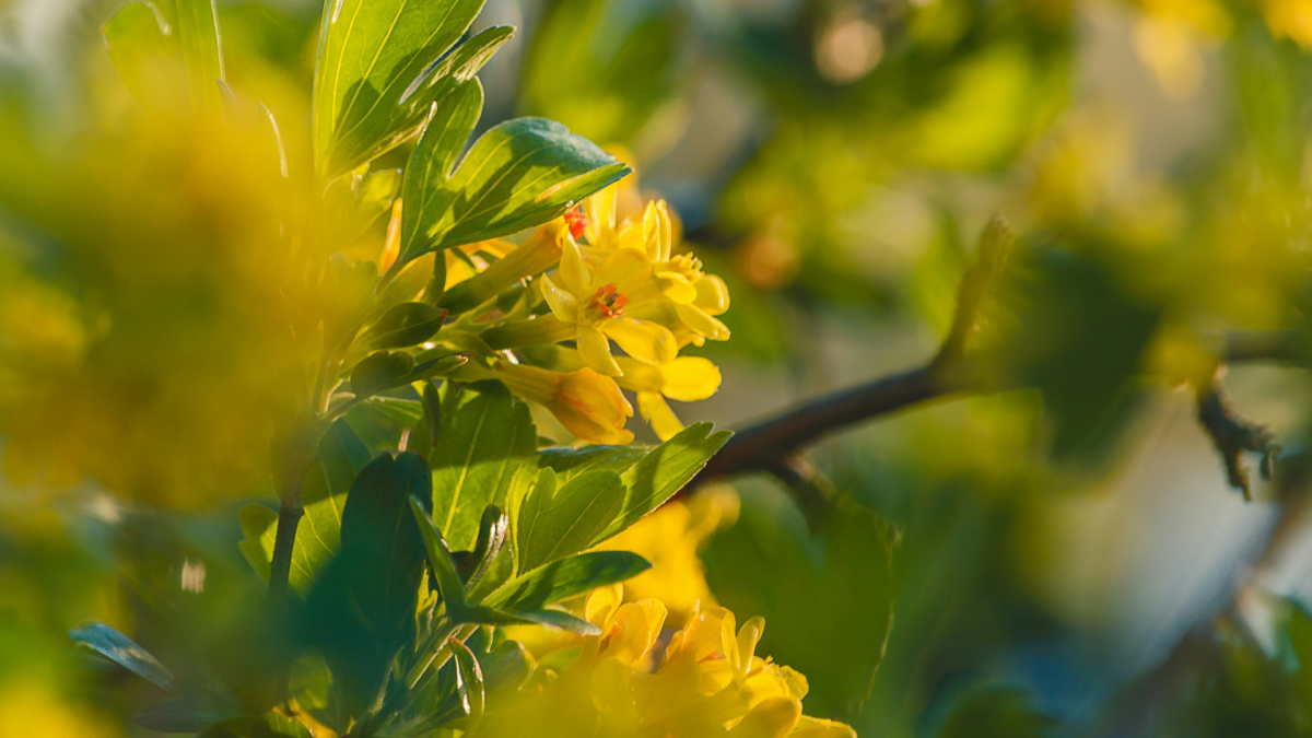 Descobreix l'entorn natural d'Altafulla amb les sortides ecoturístiques de primavera